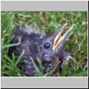 Turdus merula - Amsel jung-02.jpg